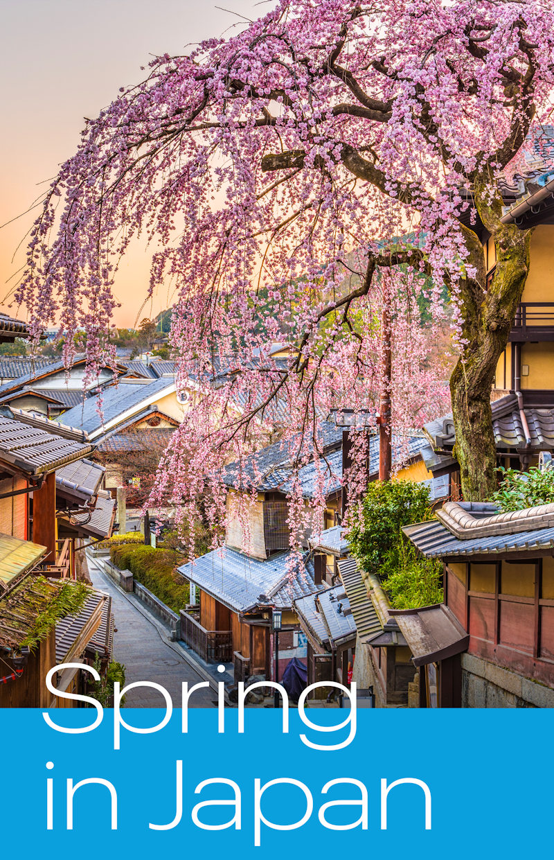Springtime in Japan--and We Miss You!